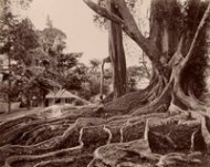 PColombo Apothecaries Co. Ltd.: Rubber tree in the Botanical Garden Peradeniya, Kandy, Ceylon (Shri Lanka). 1893, collodion paper, mounted, The Museum of Ethnology Vienna, Photo Collection VF_14800